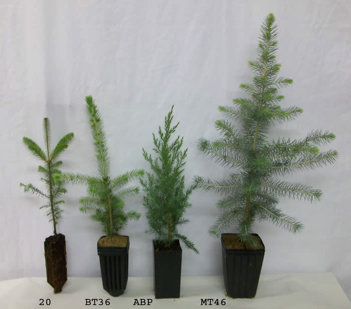 where do coniferous trees grow