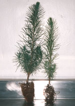 Pinus greigy treated with Mycoapply