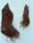 Abiesroot after one year in the outplanted environment