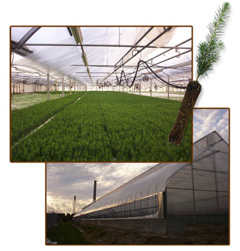 Greenhouse-Containerized Tree Seedlings