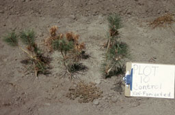 No rhizopogon