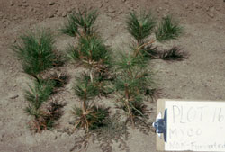 rhizopogon treated pine