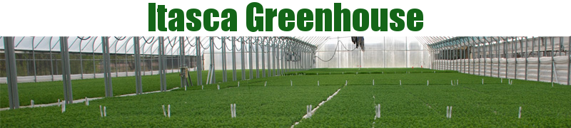 Itasca Greenhouse, Inc. - Conifer and Hardwood Tree Seedlings